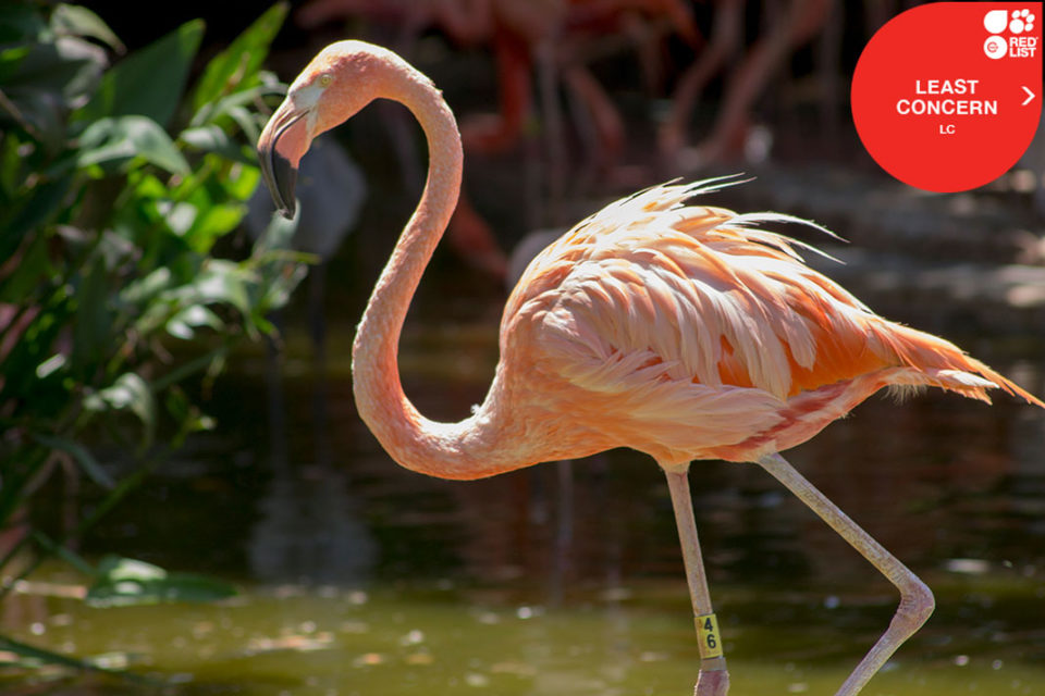 AMERICAN FLAMINGO