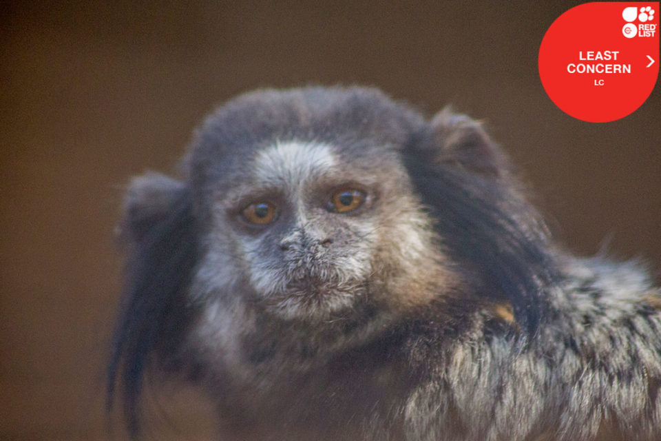 BLACK EARED MARMOSET