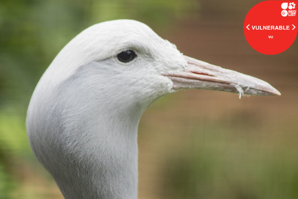 BLUE CRANE