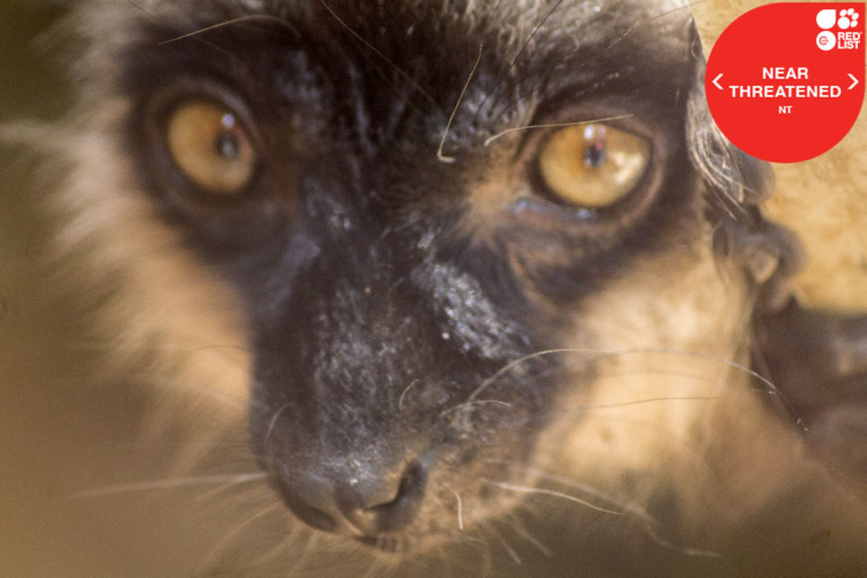 COMMON BROWN LEMUR