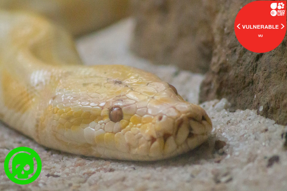 BURMESE PYTHON