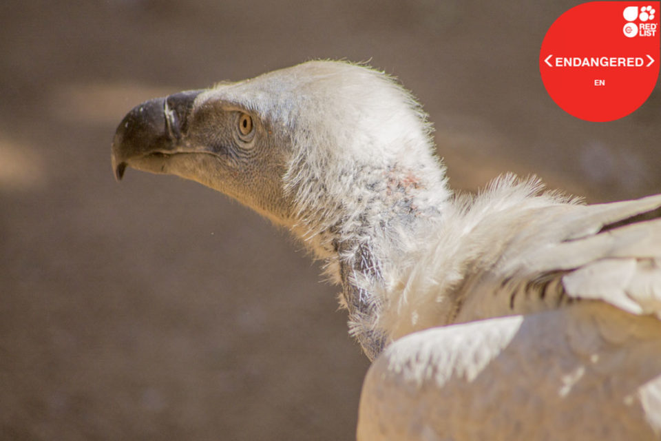 CAPE VULTURE