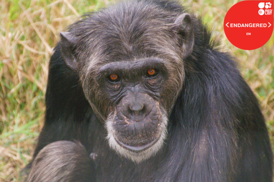 COMMON CHIMPANZEE