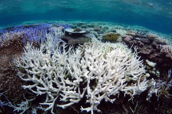 3D tech might save the Great Barrier Reef