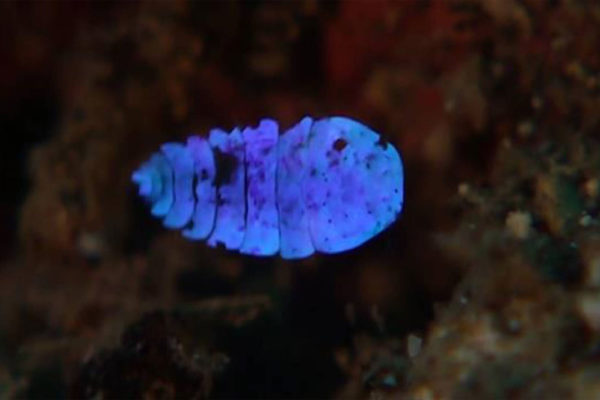Open the ocean’s jewellery box and see what’s inside