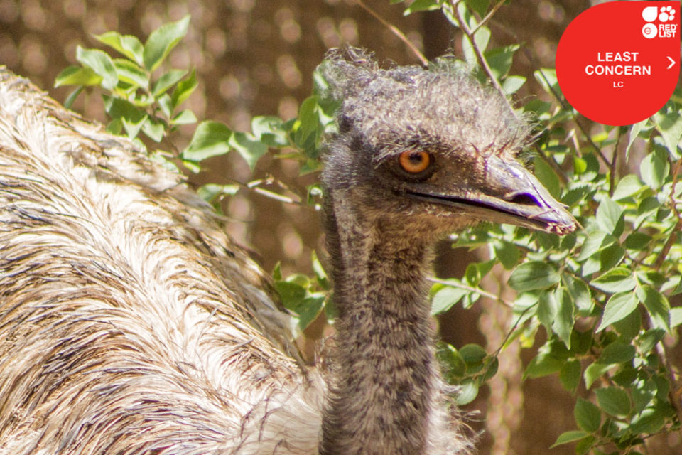 EMU