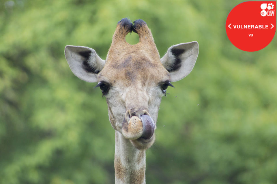 GIRAFFE