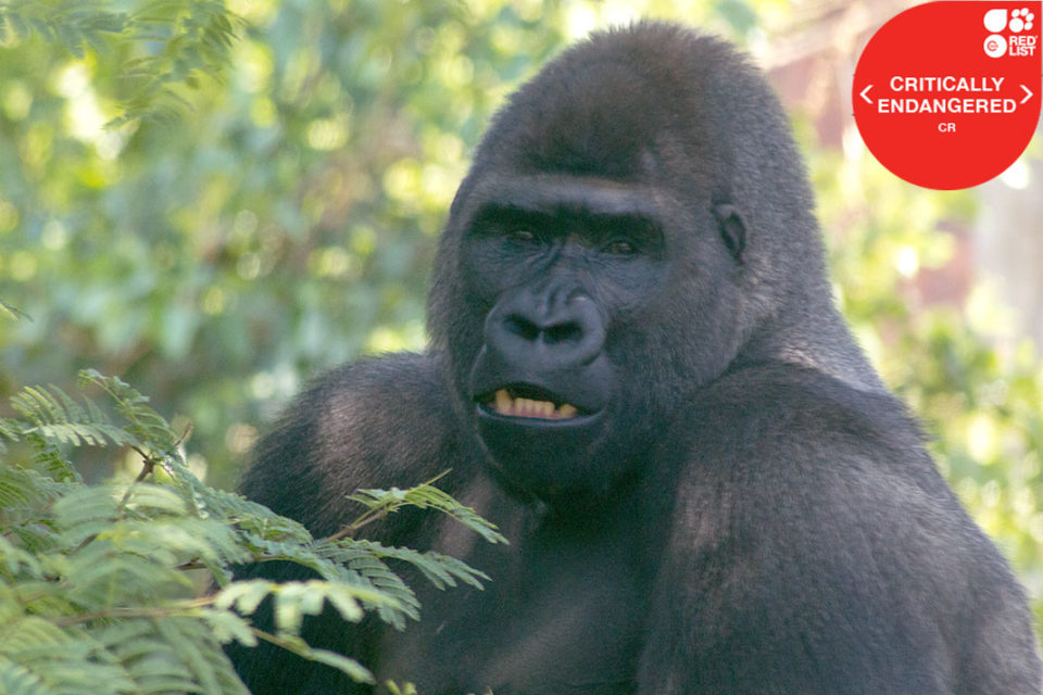 WESTERN LOWLAND GORILLA