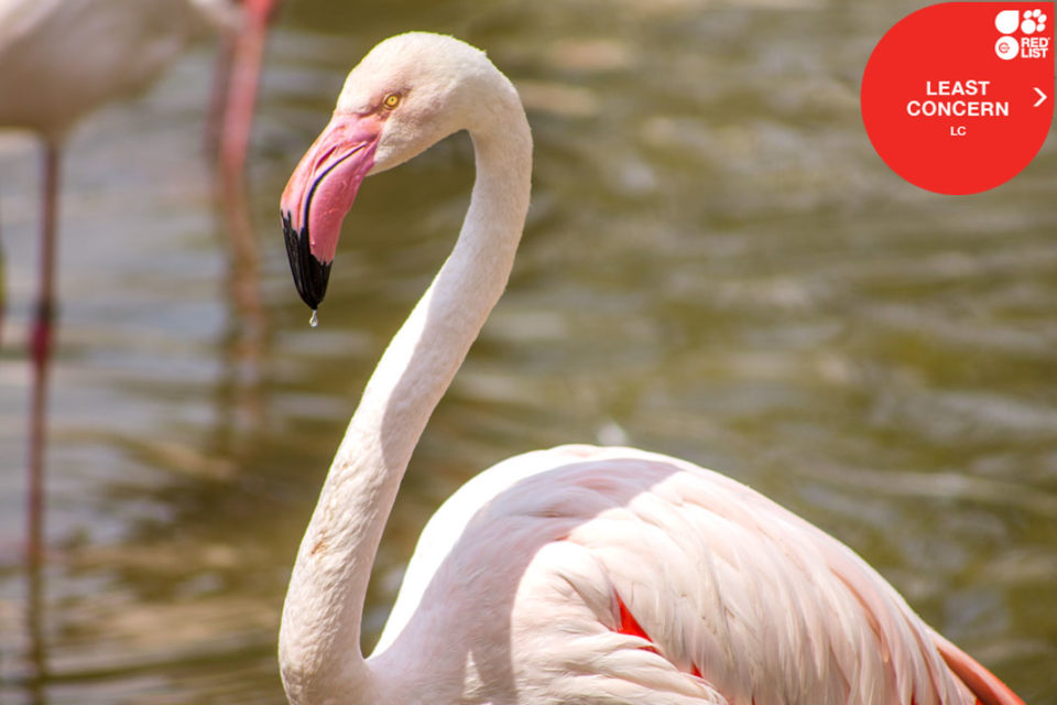 GREATER FLAMINGO