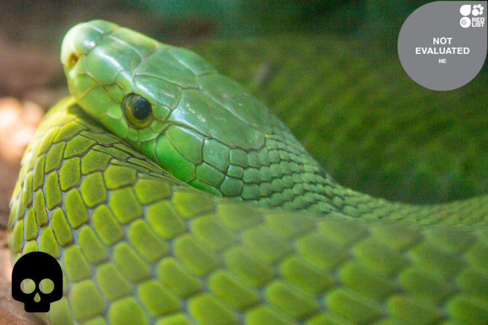 GREEN MAMBA