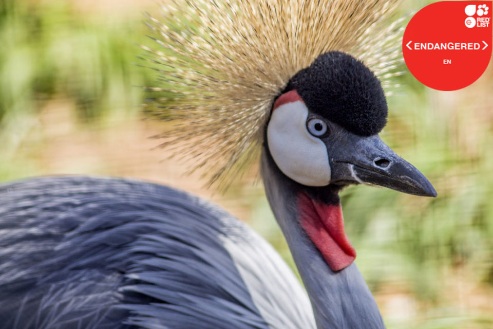 GREY CROWNED CRANE