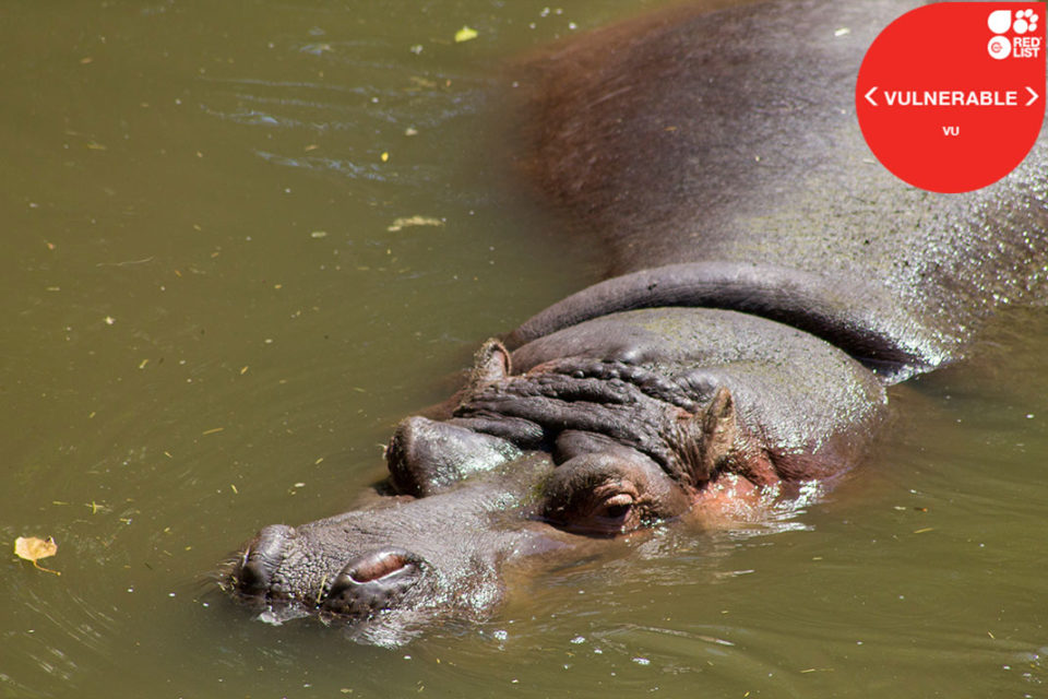 HIPPOPOTAMUS