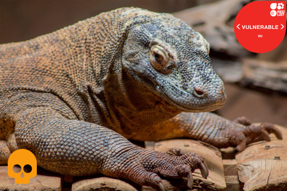 KOMODO DRAGON