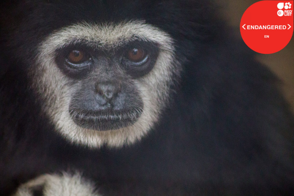 LAR GIBBON