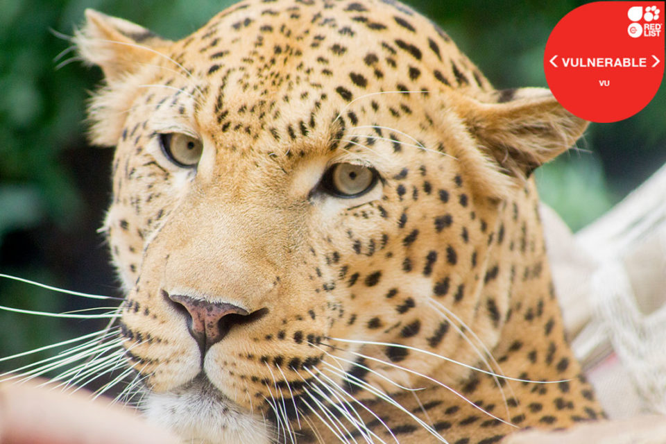 LEOPARD