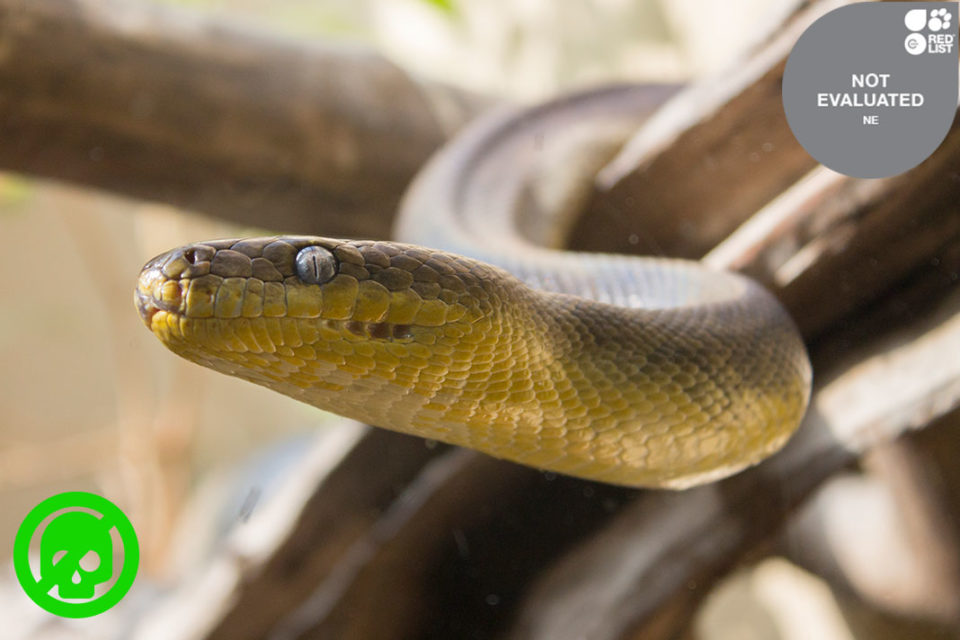 MACKLOT’S PYTHON