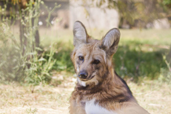 “Give me crickets and let me show you what I can do with my ears”