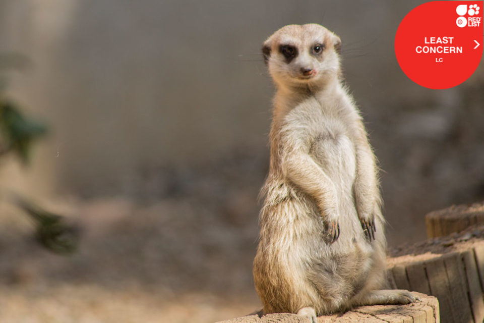 MEERKAT