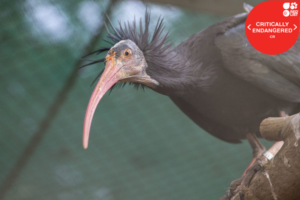 NORTHERN BALD IBIS