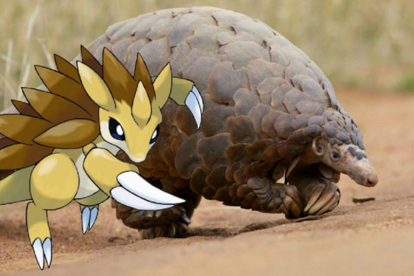 Tipping the scales: pangolin conservation genetics