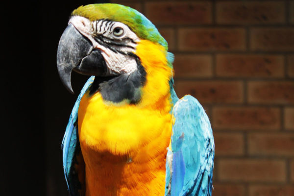Perches inside birds’ enclosures to optimize husbandry needs
