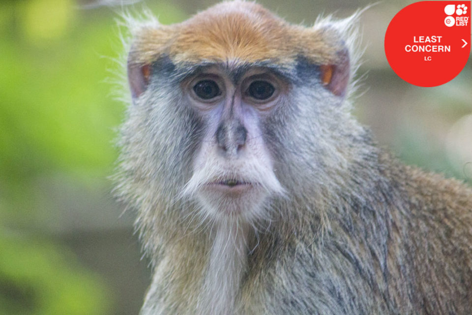 PATAS MONKEY