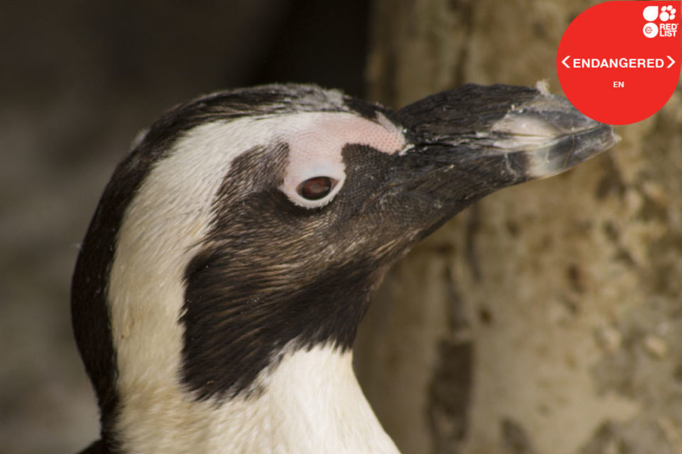 AFRICAN PENGUIN