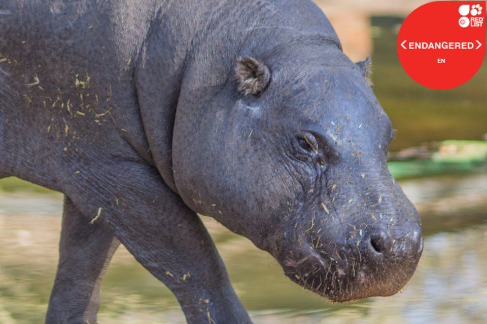 PYGMY HIPPOPOTAMUS