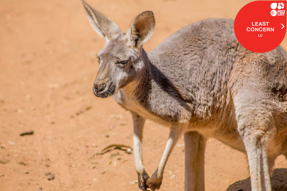 RED KANGAROO