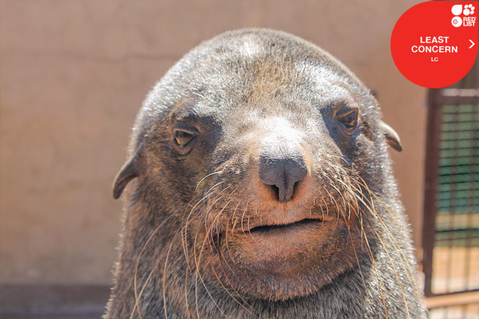 SOUTH AFRICAN FUR SEAL