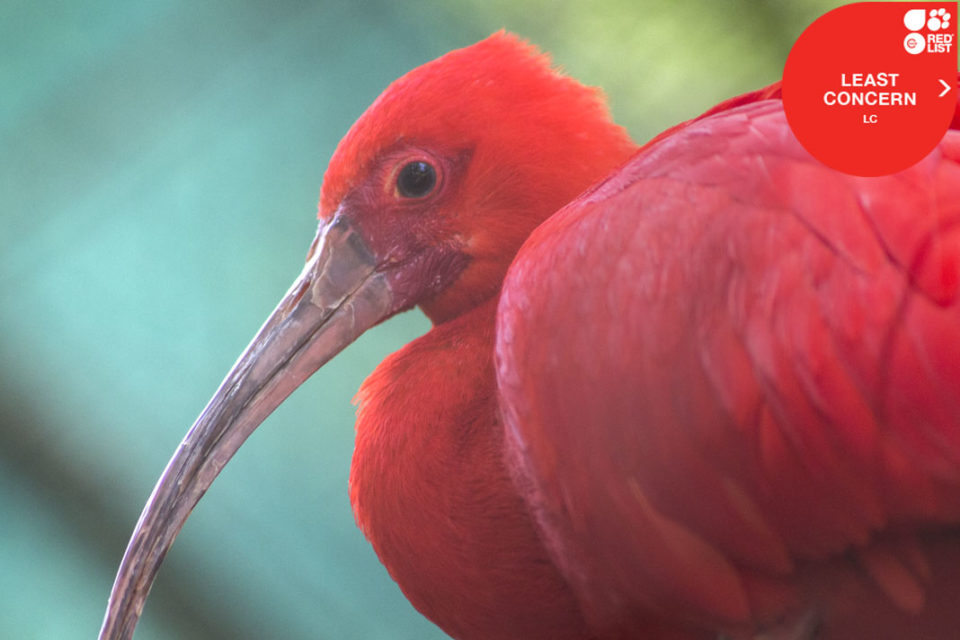 SCARLET IBIS