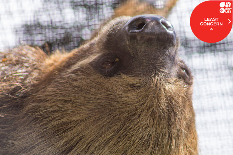 LINNE’S TWO-TOED SLOTH