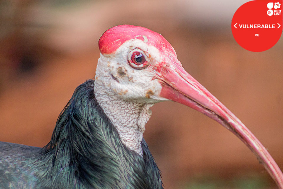 Southern Bald Ibis