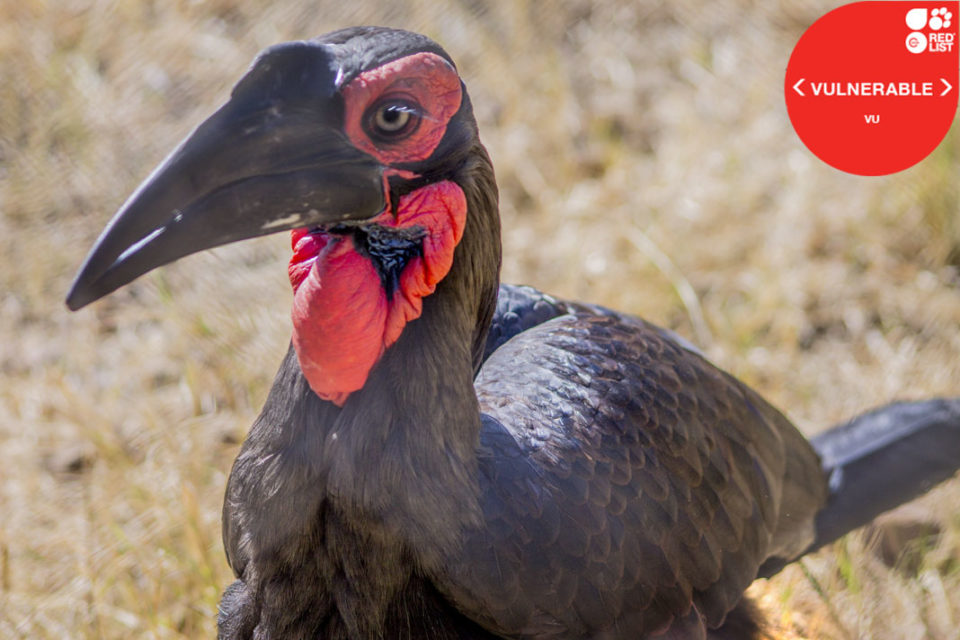 SOUTHERN GROUND HORNBILL