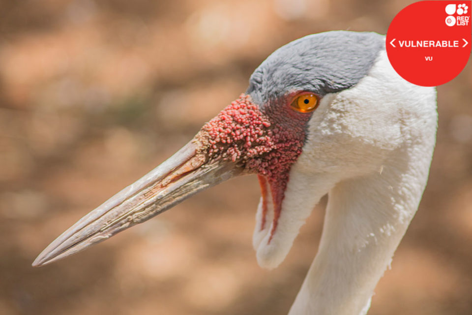 WATTLED CRANE