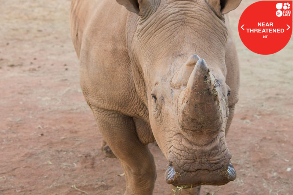 WHITE RHINOCEROS