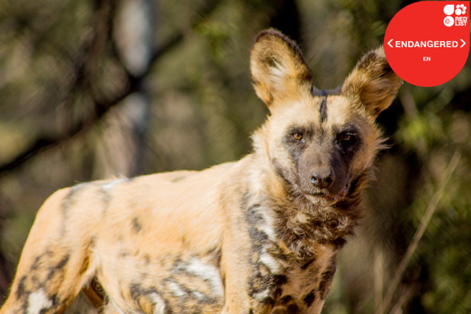 AFRICAN WILD DOG