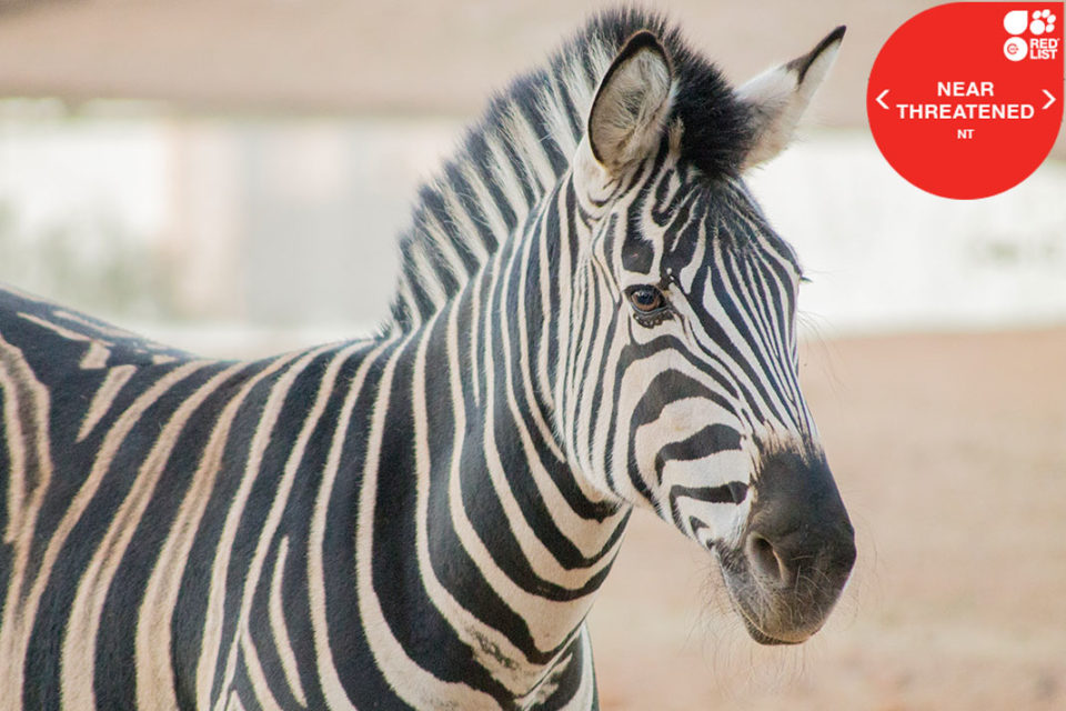 PLAINS ZEBRA