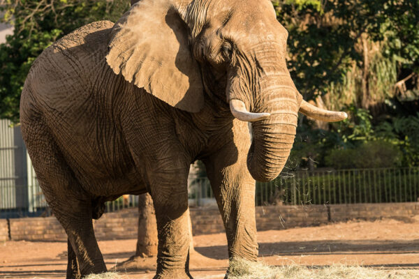 SANBI pursues options for retirement of Charley, the African elephant at the Pretoria National Zoological Garden